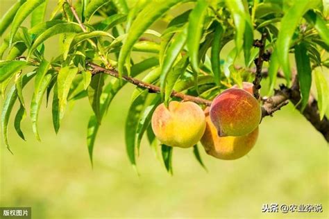 桃樹種子繁殖|【種桃樹】桃樹種植指南：從核果到繁茂果樹的完整秘訣 – 虞默莧。